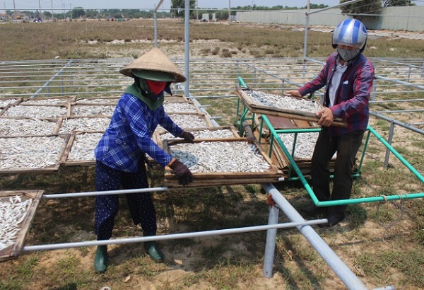 Mô hình triển khai sẽ mở ra hướng đi mới trong phát triển kinh tế cho các hộ dân vùng ven biển