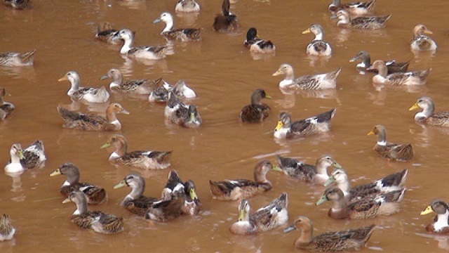Chăn nuôi vịt bầu bến thương phẩm đang mang lại hiệu quả kinh tế cao cho nhiều hộ gia đình huyên Lương Sơn