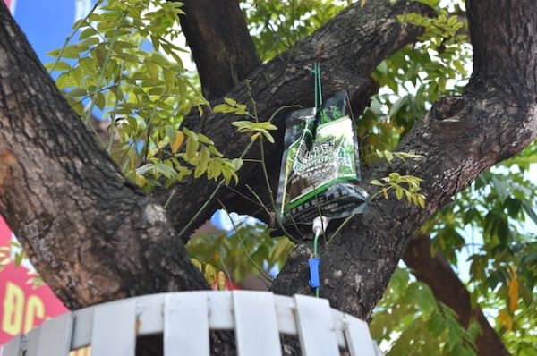 Hà Nội đang tiếp sức cho hàng cây sưa quý hiếm trên đường Nguyễn Văn Huyên