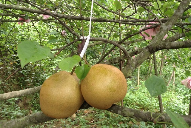 Mới đ&acirc;y, Cao Bằng đ&atilde; đ&oacute;n nhận nh&atilde;n hiệu chứng nhận l&ecirc; Đ&ocirc;ng Kh&ecirc;