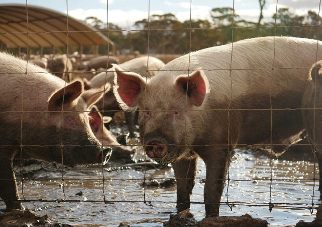 Gi&aacute; thịt lợn h&ocirc;m nay 11/8  Mi&ecirc;̀n Bắc ti&ecirc;́n l&ecirc;n m&ocirc;́c 81.000 đ&ocirc;̀ng/kg, đạt mức cao nh&acirc;́t trong nhi&ecirc;̀u ngày qua