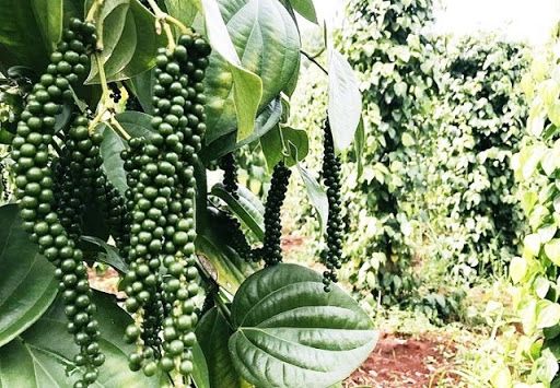 Giá hồ tiêu hôm nay 11/9: Tăng nhẹ 500 đồng/kg