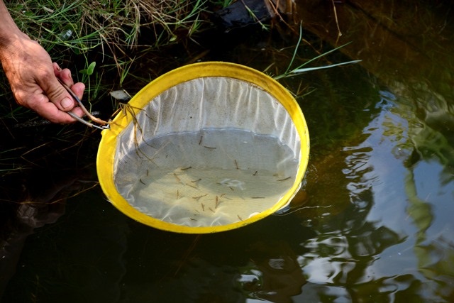 C&agrave; Mau l&agrave; tỉnh c&oacute; diện t&iacute;ch v&agrave; sản lượng t&ocirc;m đứng đầu cả nước