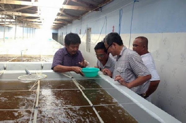 C&agrave; Mau lu&ocirc;n ch&uacute; trọng trong việc tăng cường quản l&yacute;, n&acirc;ng cao chất lượng t&ocirc;m giống