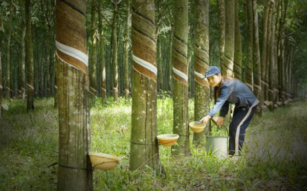 Cập nhật giá cao su chiều nay 11/9: Biến động