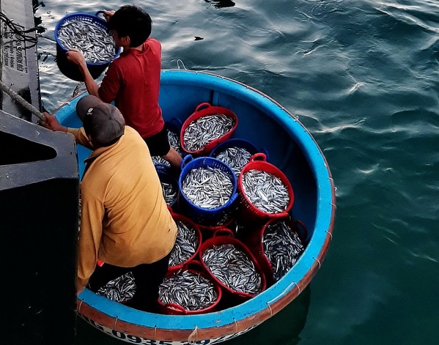 Nhiều loại c&aacute; cơm được thu mua để chế biến như c&aacute; cơm mồm, c&aacute; cơm than, c&aacute; cơm săn...