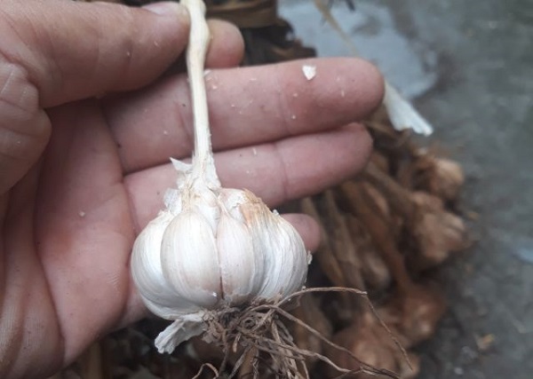 Sản phẩm tỏi An Thịnh được cấp chứng nhận chỉ dẫn địa l&yacute;