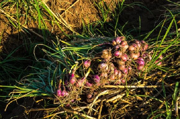 Sóc Trăng: Hành tím Vĩnh Châu được trao quyền sử dụng chỉ dẫn địa lý