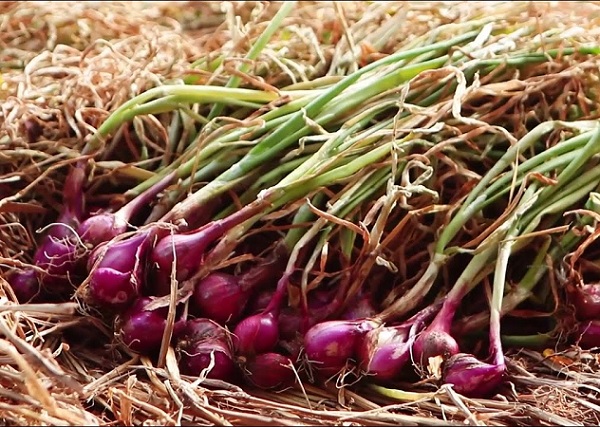 S&oacute;c Trăng l&agrave; tỉnh c&oacute; diện t&iacute;ch gieo trồng h&agrave;nh t&iacute;m lớn nhất v&agrave; tập trung trồng tại thị x&atilde; Vĩnh Ch&acirc;u.