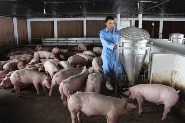 Giá thịt lợn hôm nay 12/9: Cả 3 miền đồng loạt tăng