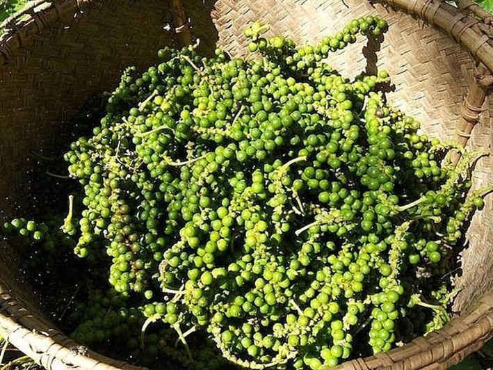 gi&aacute; hồ ti&ecirc;u trong nước h&ocirc;m nay 12/9 dao động từ 47.500 - 50.000 đồng/kg