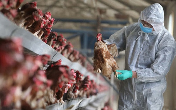 Bộ NN&amp;amp;PTNT ban h&agrave;nh c&ocirc;ng điện khẩn về ph&ograve;ng, chống dịch bệnh c&uacute;m gia cầm