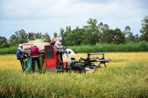 Cà Mau: Năm 2021, dự kiếp phát triển mới 20 hợp tác xã