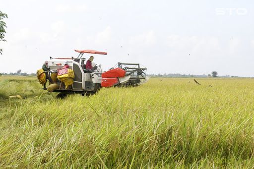 Sóc Trăng có trên 50% diện tích lúa đặc sản chất lượng cao