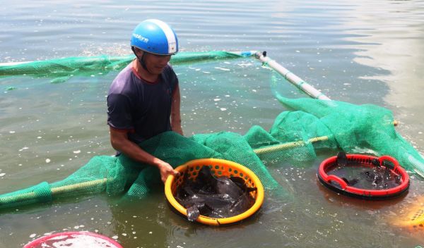Loay hoay tìm đầu ra cho cá mú thương phẩm