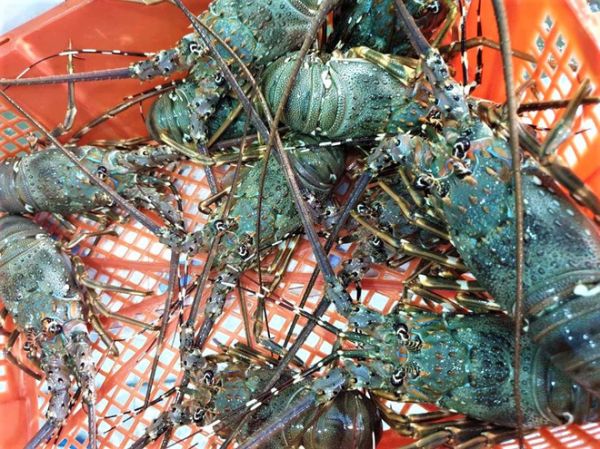 Giá tôm hùm tăng trở lại, người nuôi bớt lo