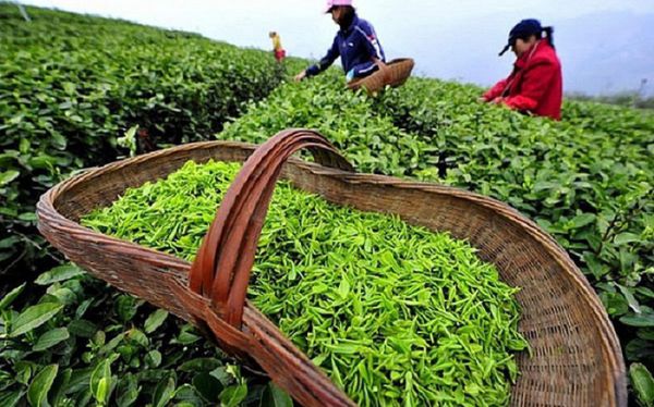 Chè Việt Nam ngày càng được ưa chuộng tại Anh