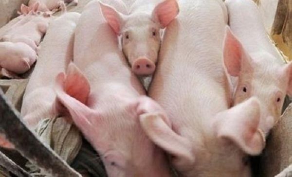 Cập nhật giá thịt lợn hôm nay 14/9: Đi lên ở cả ba miền