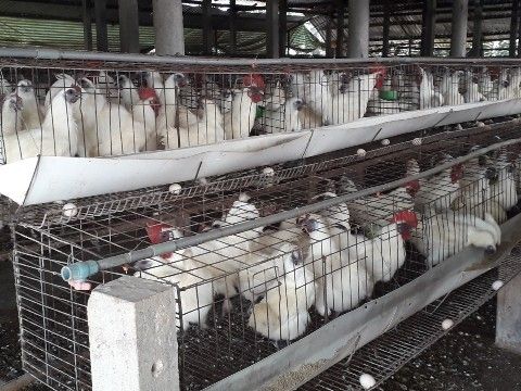 Tiền Giang: Chuyển hướng sang chăn nuôi gia cầm