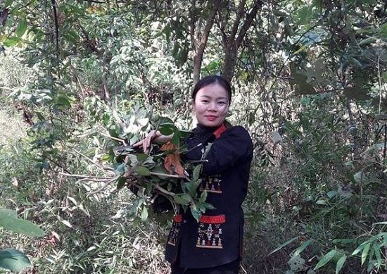 Lý Thị Mỹ Châu: Người con dân tộc Dao Ba Vì giỏi nghề thuốc