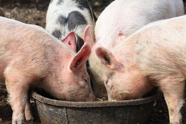 Giá thịt lợn hôm nay 15/9: Tiếp đà tăng, có nơi tăng tới 3.000 đồng/kg