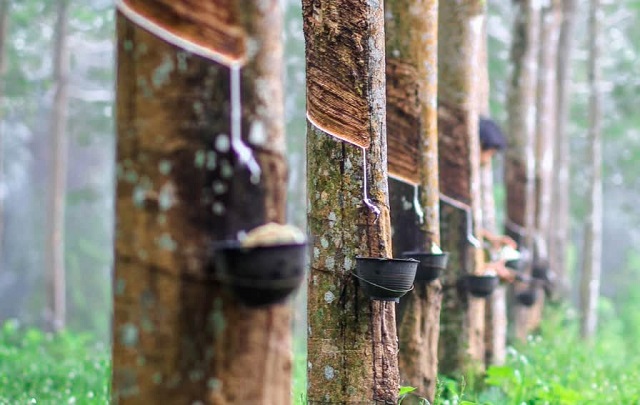 Gi&aacute; cao su h&ocirc;m nay tăng đồng loạt ở cả 2 s&agrave;n giao dịch