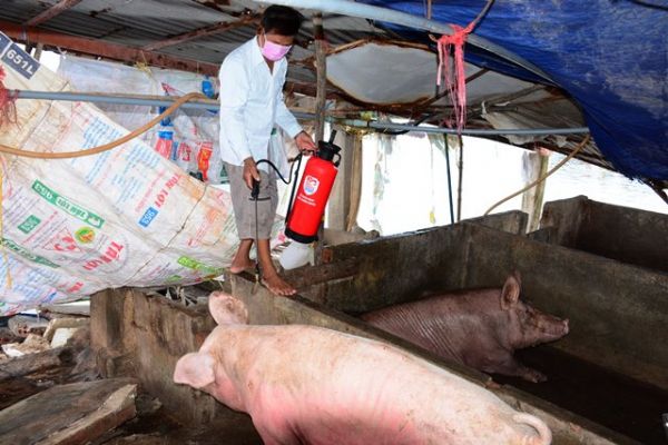 Cà Mau: Xuất hiện ổ bệnh dịch tả lợn châu Phi tại huyện Năm Căn