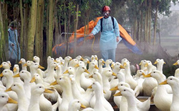 Hà Nội: Nuôi vịt công nghệ cao, người dân thu lợi lớn