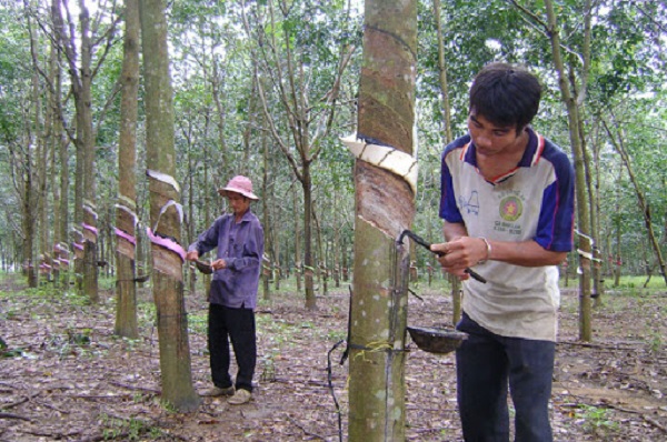 Gi&aacute; cao su h&ocirc;m nay 15/9 giữ đ&agrave; tăng trong phi&ecirc;n chiều