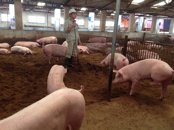 H&agrave; Nội Phấn đấu tr&ecirc;n 90% số x&atilde;, phường, thị trấn kh&ocirc;ng c&oacute; bệnh dịch tả lợn ch&acirc;u Phi trong 2 năm tới