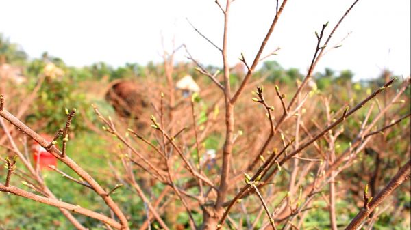 Bình Lợi chờ mai vàng khoe sắc