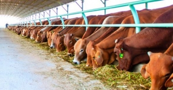 Ngành chăn nuôi phát triển theo hướng hiện đại, xuất khẩu