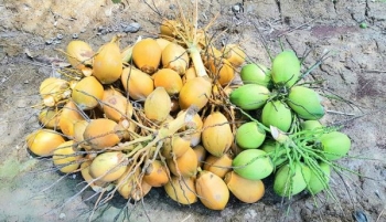 Dừa tươi, thanh long Bến Tre chuẩn bị sang EU