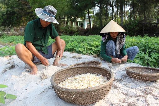 Cây ném lớn nhanh trên đất cát, người Hải Lăng no đủ