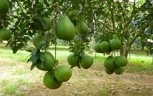 Gần Tết Trung thu, giá bưởi da xanh có xu hướng tăng mạnh