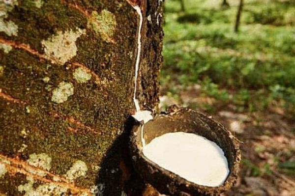 Cập nhật giá cao su chiều nay 17/9: Quay đầu tăng trên các sàn