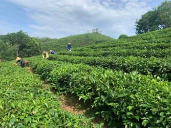 Nâng tầm sản phẩm OCOP: Thái Nguyên chú trọng phát triển sản phẩm OCOP