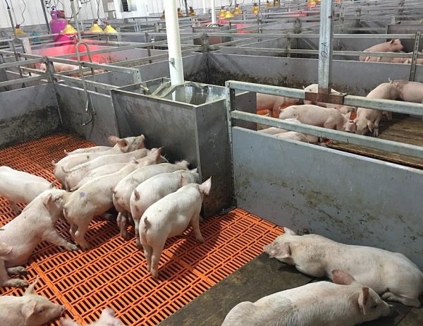 Gi&aacute; heo hơi h&ocirc;m nay 18/9, đà tăng ch&acirc;̣m lại, duy trì mức cao nh&acirc;́t là 83.000 đ&ocirc;̀ng/kg