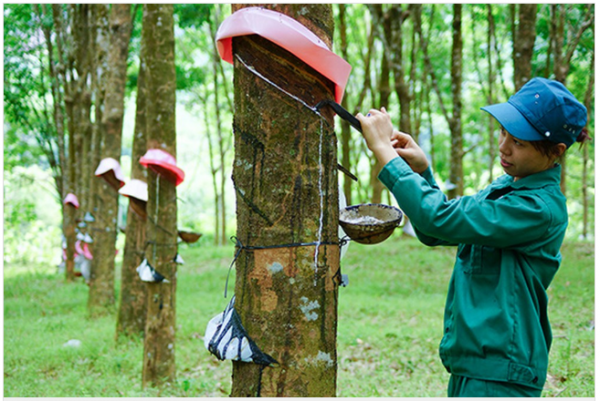 Cập nhật giá cao su hôm nay 18/9: Tiếp đà tăng mạnh