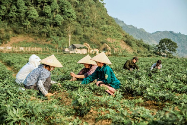 Hà Giang quyết tâm trở thành trung tâm dược liệu Quốc gia