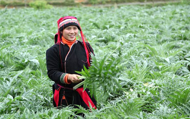 Với nhiều giải pháp linh hoạt, đến nay tỉnh Hà Giang đã thu hút được nhiều doanh nghiệp vào phát triển dược liệu