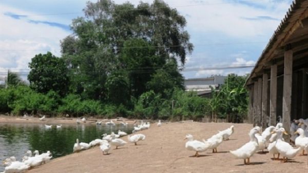 Long An: Triển khai mô hình chăn nuôi vịt siêu thịt an toàn, hiệu quả