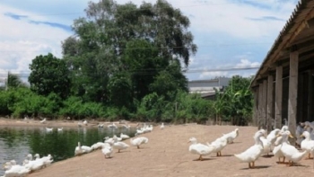Long An: Triển khai mô hình chăn nuôi vịt siêu thịt an toàn, hiệu quả