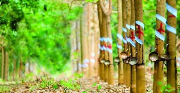 Cập nhật giá cao su chiều nay 18/9: Quay đầu giảm