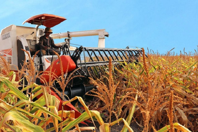 Ng&ocirc; từ Argentina nhập khẩu về Việt Nam chiếm tr&ecirc;n 70% kim ngạch