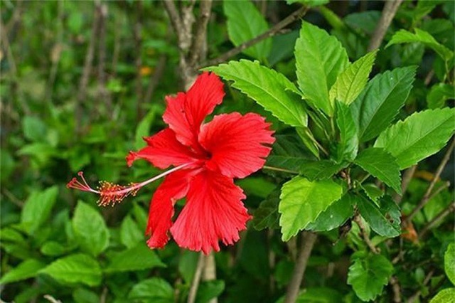 Uống tr&agrave; thảo dược l&agrave; một c&aacute;ch để tăng cường sức khỏe v&agrave; ngăn ngừa bệnh tật