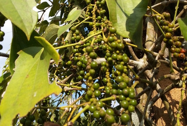 Giá hồ tiêu hôm nay 19/9, tăng nhẹ ở một số địa phương