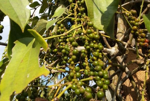 Giá hồ tiêu hôm nay 19/9: Trong nước không nhiều biến động