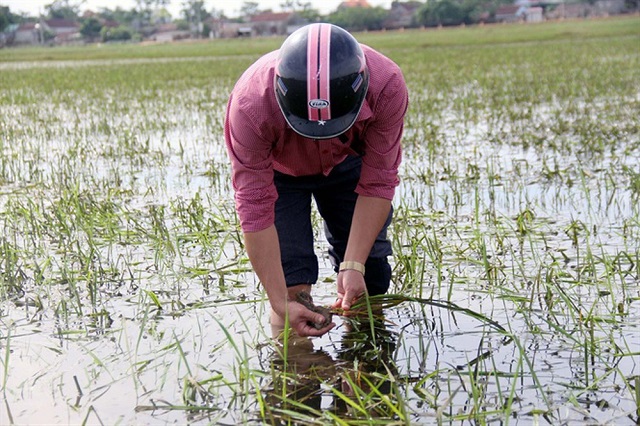 Hà Nội chủ động ứng phó với tình hình mưa bão đối với sản xuất trồng trọt