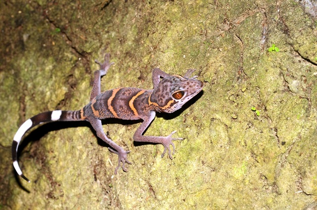 Thạch sùng mí, một trong những loài động vật đặc hữu quý hiếm được tìm thấy trên Vịnh Hạ Long